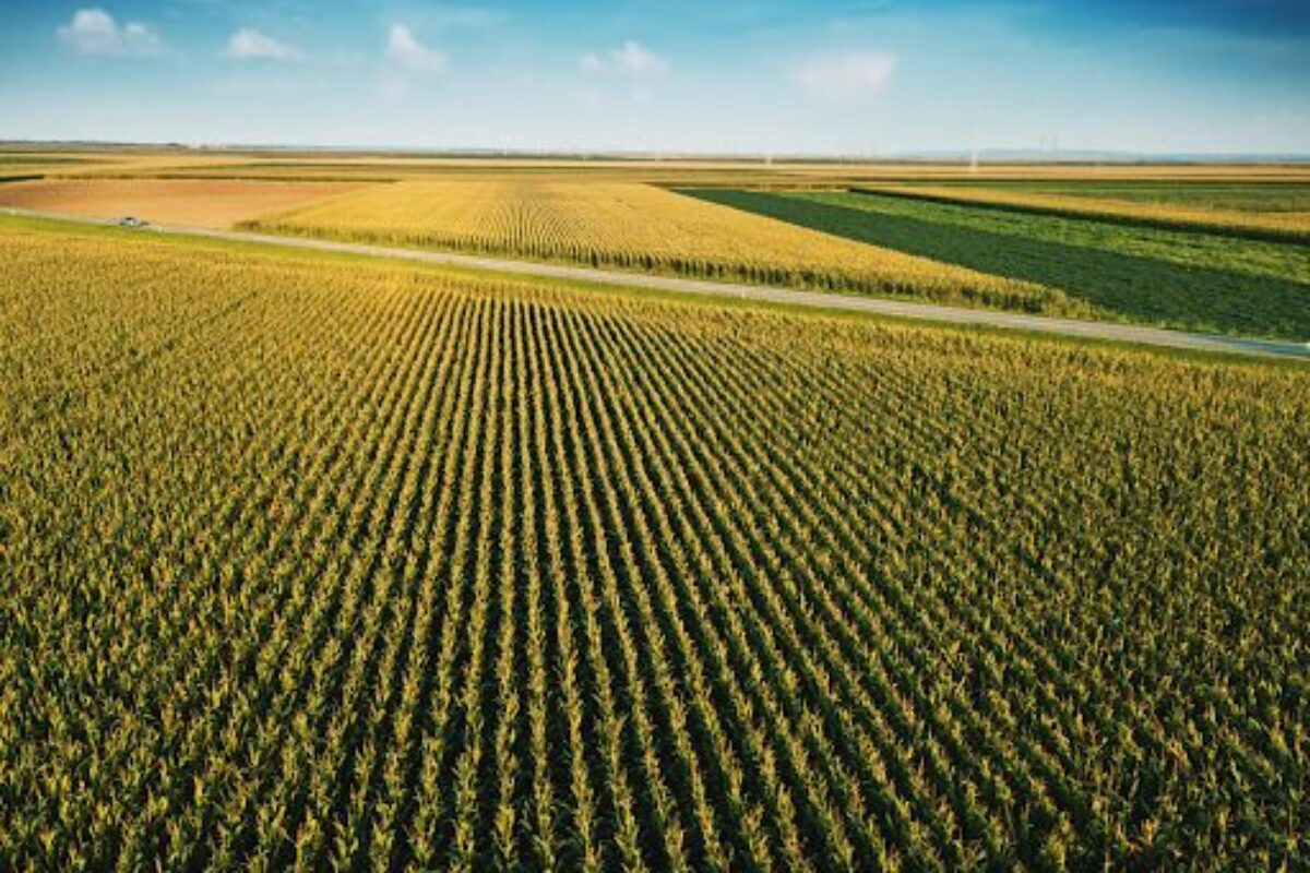 Beyond the Label: The Hidden Environmental Cost of Organic Agriculture