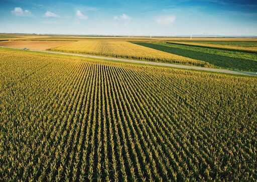 Beyond the Label: The Hidden Environmental Cost of Organic Agriculture